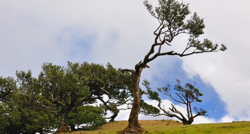 Flora and Fauna tours in Madeira - Ocotea foetens